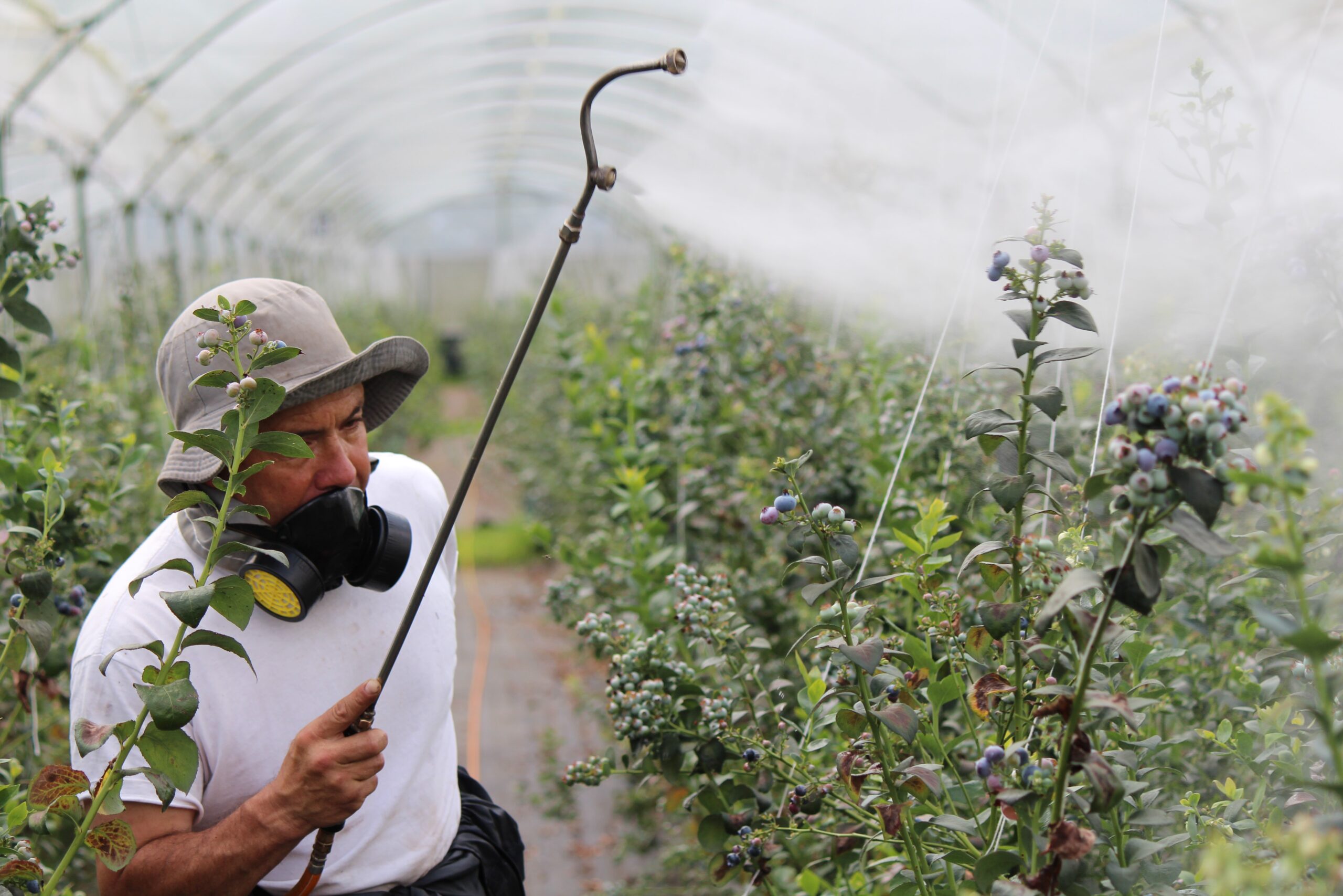 Cannabis Pesticides